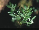 Azara lanceolata